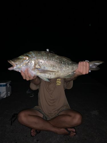 タマンの釣果