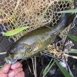 スモールマウスバス