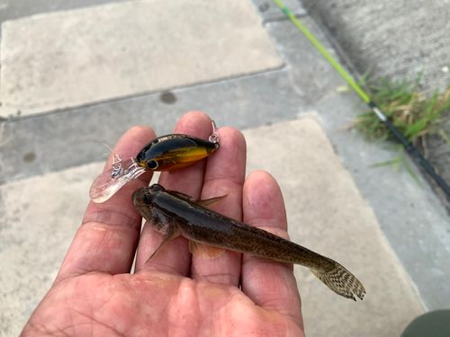 ハゼの釣果