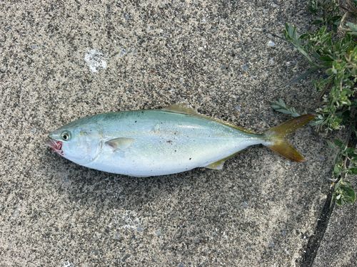 ワカシの釣果
