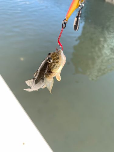ハゼの釣果