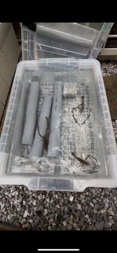 テナガエビの釣果