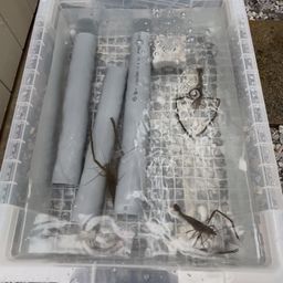 テナガエビ