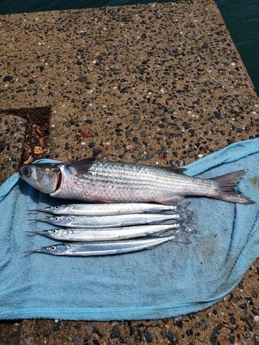 サヨリの釣果