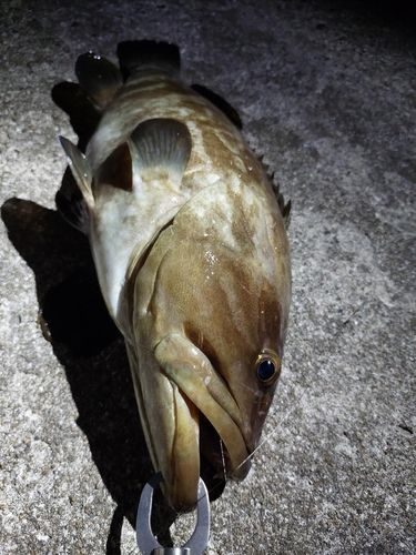 クエの釣果
