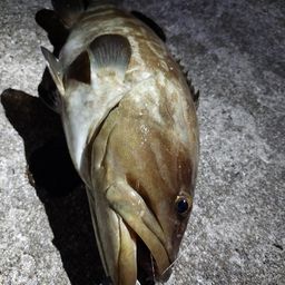 クエ
