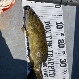 スモールマウスバス