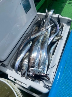 タチウオの釣果
