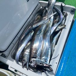 タチウオ