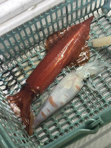 ケンサキイカの釣果