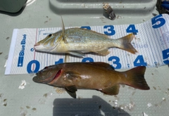 アカジンミーバイの釣果