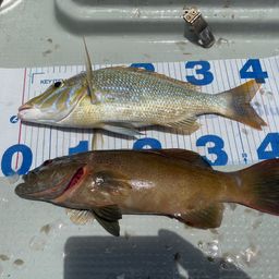 アカジンミーバイ