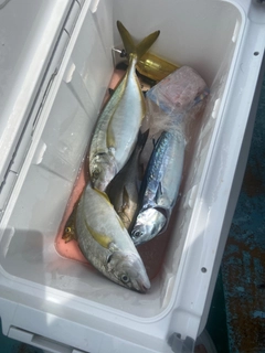 シマアジの釣果