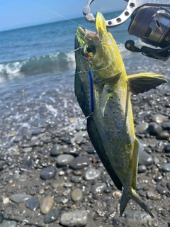 シイラの釣果