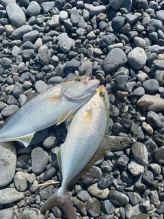 ショゴの釣果