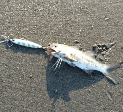 ツバメコノシロの釣果