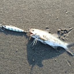 ツバメコノシロ