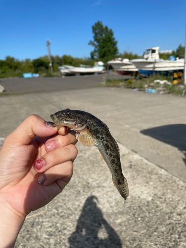 マハゼの釣果