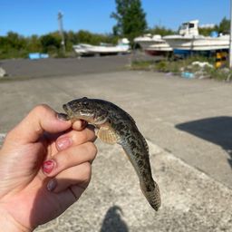 マハゼ
