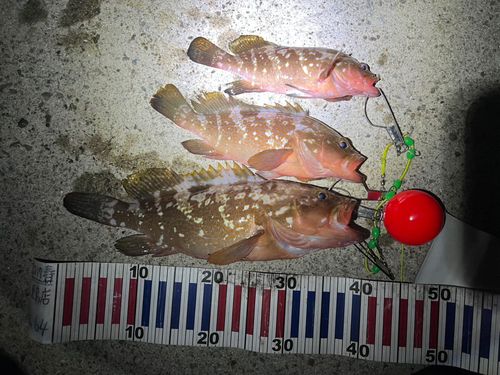 アコウの釣果