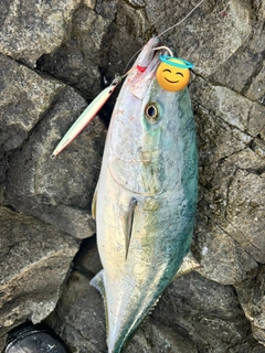 ブリの釣果