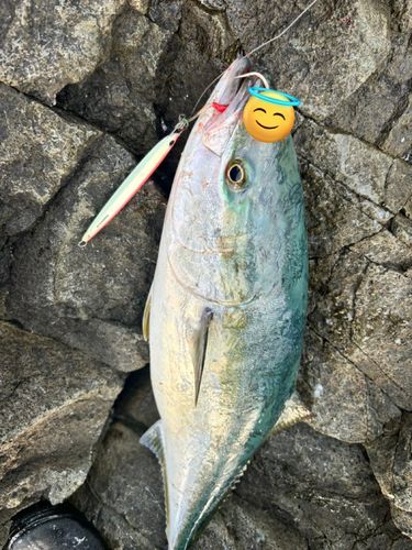 ブリの釣果