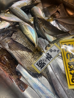 マアジの釣果