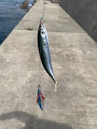 サバの釣果