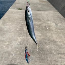 サバ