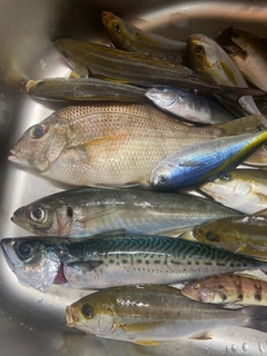 メイチダイの釣果