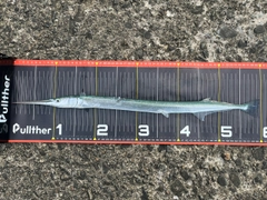 ダツの釣果