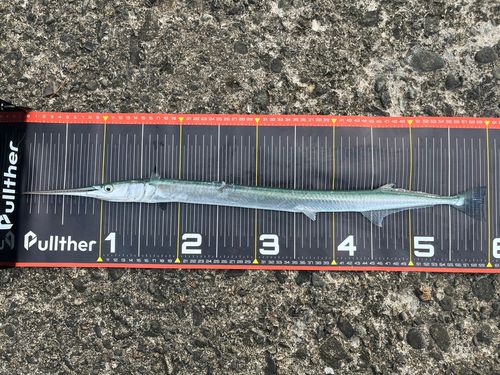 ダツの釣果