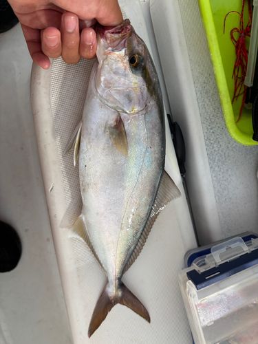 ネリゴの釣果