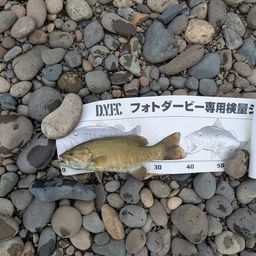 スモールマウスバス