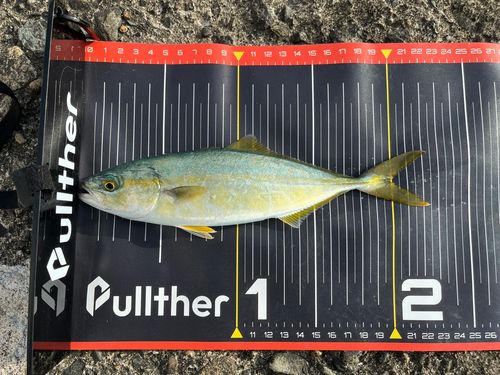 ツバスの釣果
