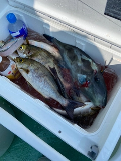 イサキの釣果