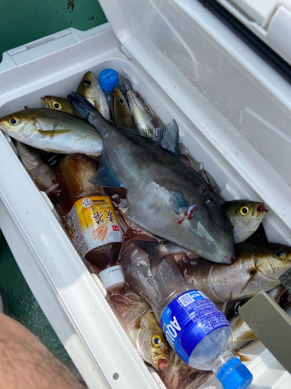 Masao.Sさんの釣果 2枚目の画像