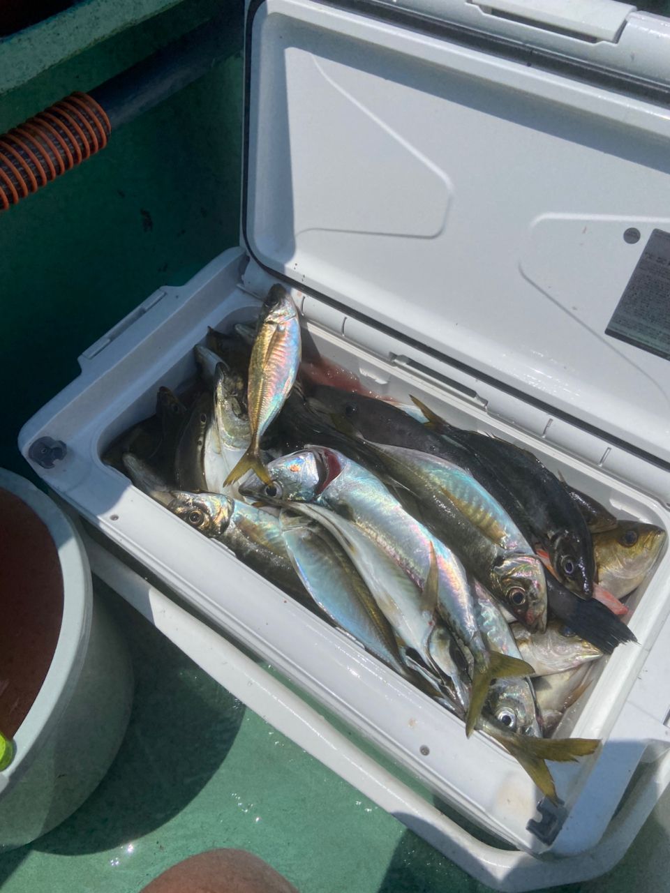 Masao.Sさんの釣果 3枚目の画像