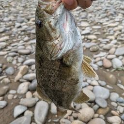 スモールマウスバス