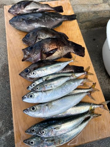メバルの釣果