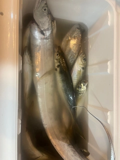タチウオの釣果
