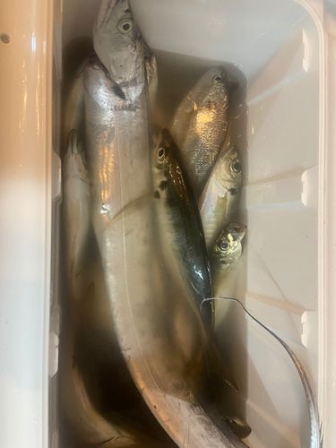 タチウオの釣果