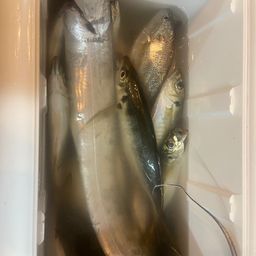 タチウオ