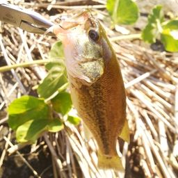 ラージマウスバス