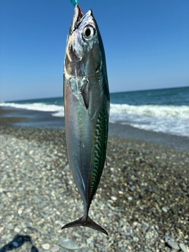 ヒラソウダの釣果