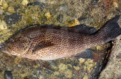 オオモンハタの釣果