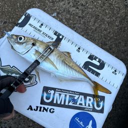 アジ