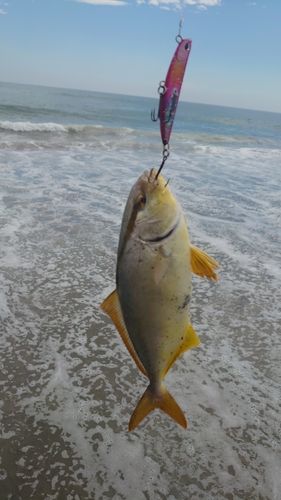 ショゴの釣果