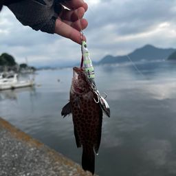 オオモンハタ