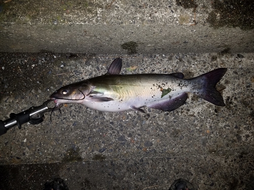 ナマズの釣果